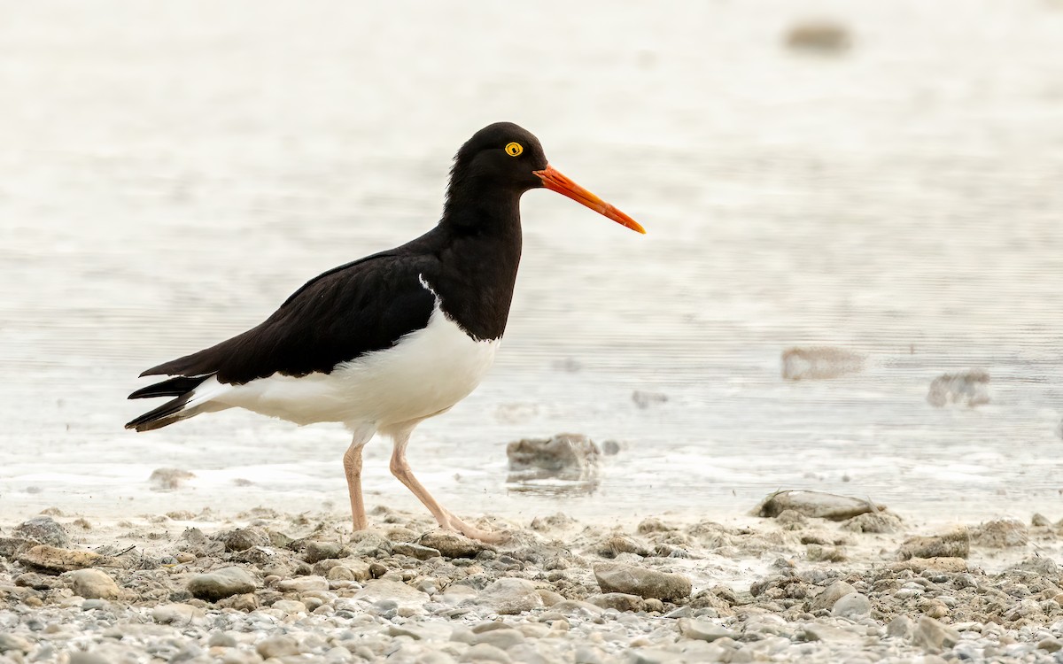 Magellanic Oystercatcher - ML645707480