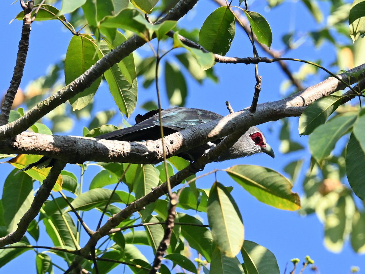 Green-billed Malkoha - ML645707483