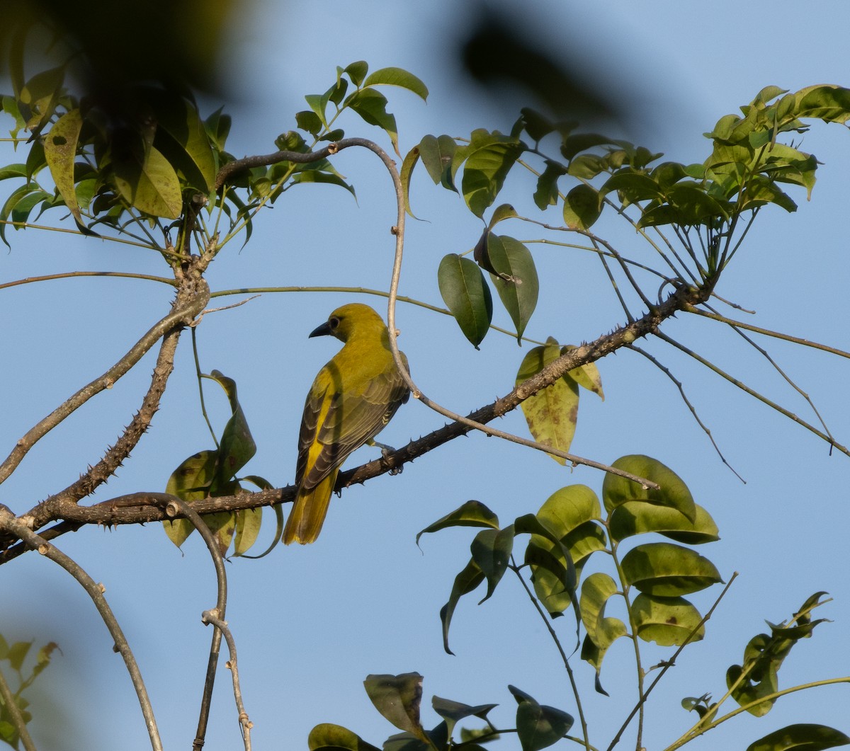 Indian Golden Oriole - ML645707484