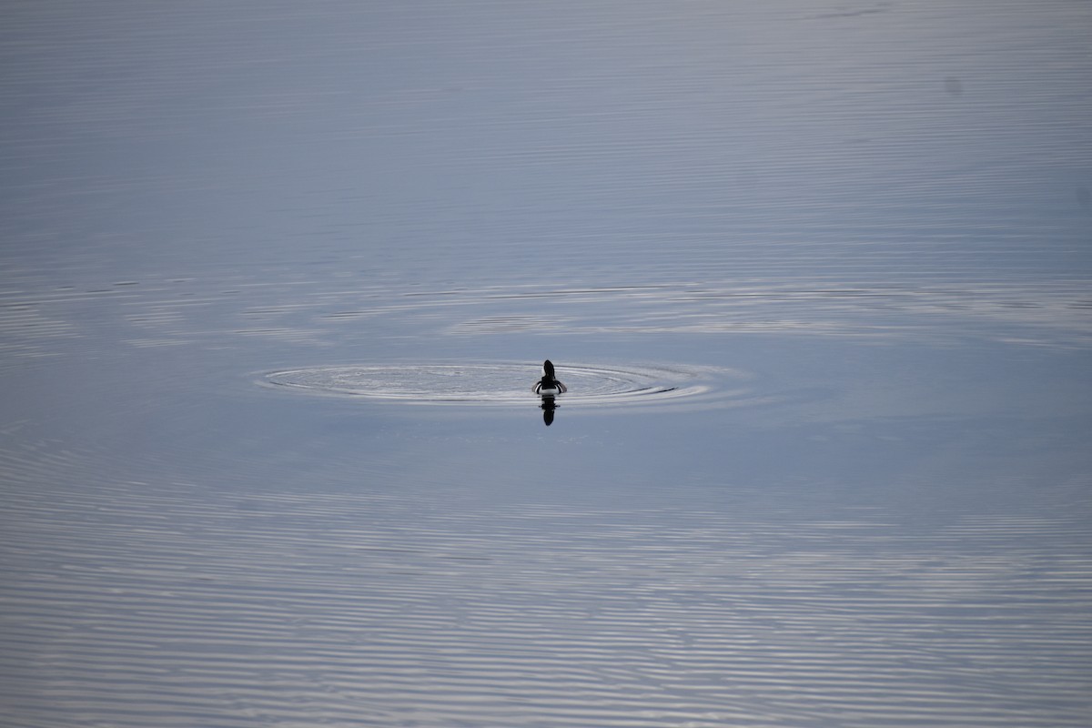 Hooded Merganser - ML645707485