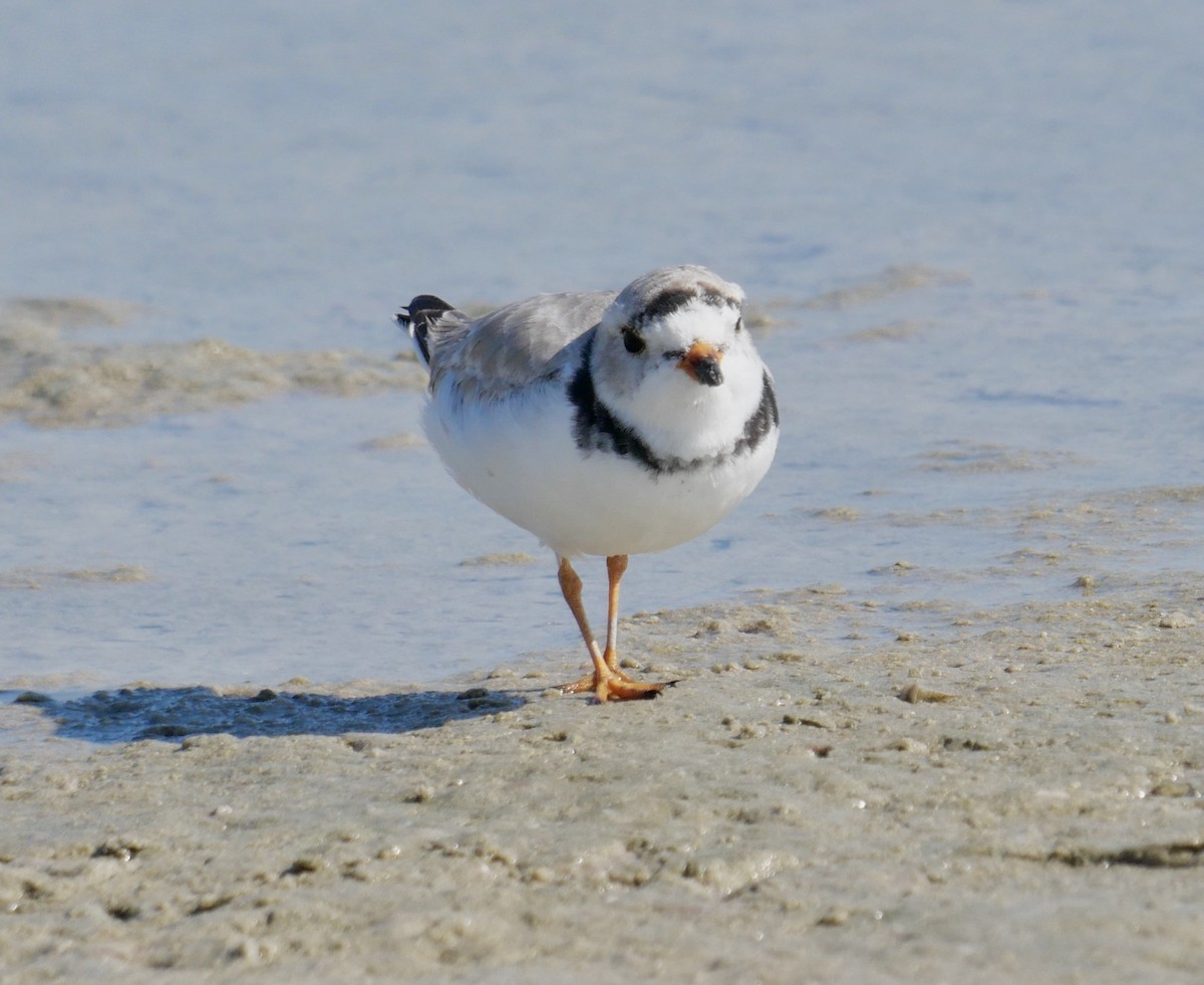 Piping Plover - ML645707486