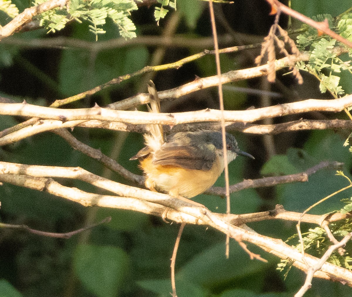 Ashy Prinia - ML645707488