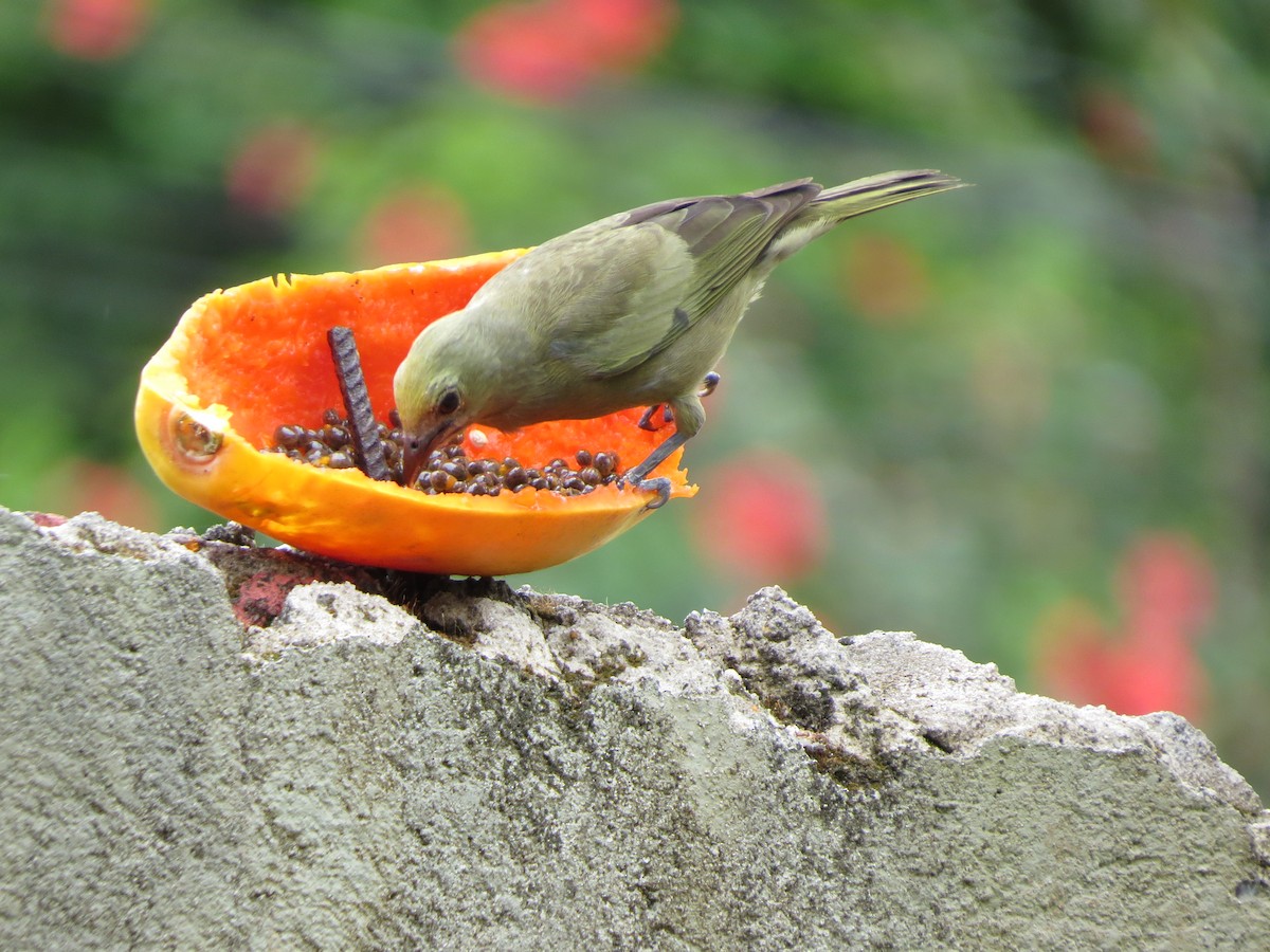 Palm Tanager - ML645707489