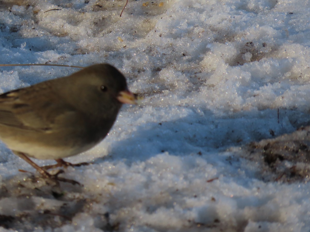 Dark-eyed Junco (Slate-colored) - ML645707492