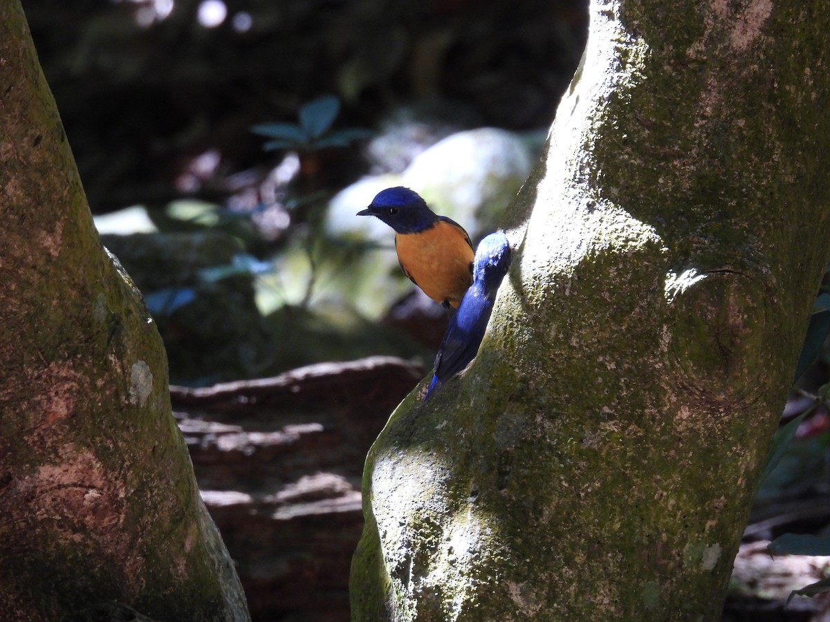 黃腹琉璃 - ML645707493