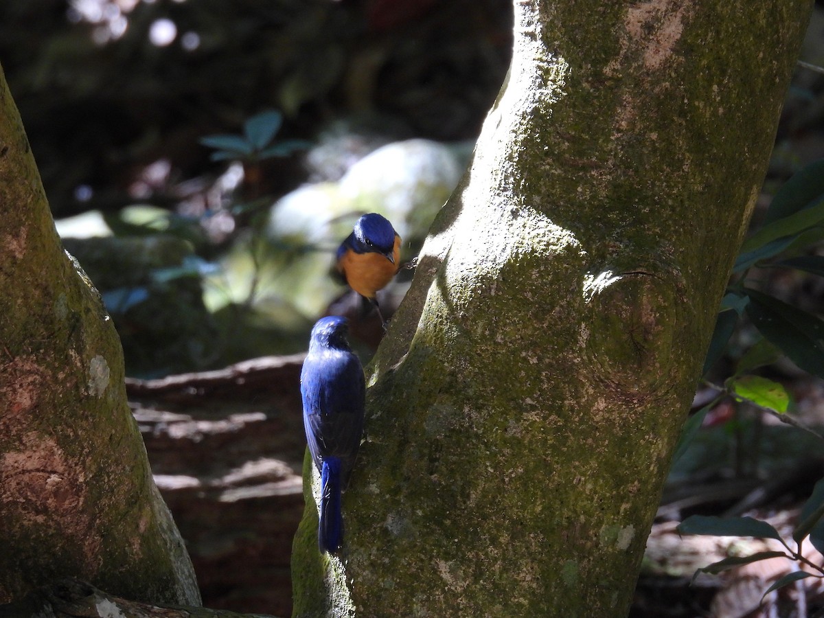 黃腹琉璃 - ML645707494