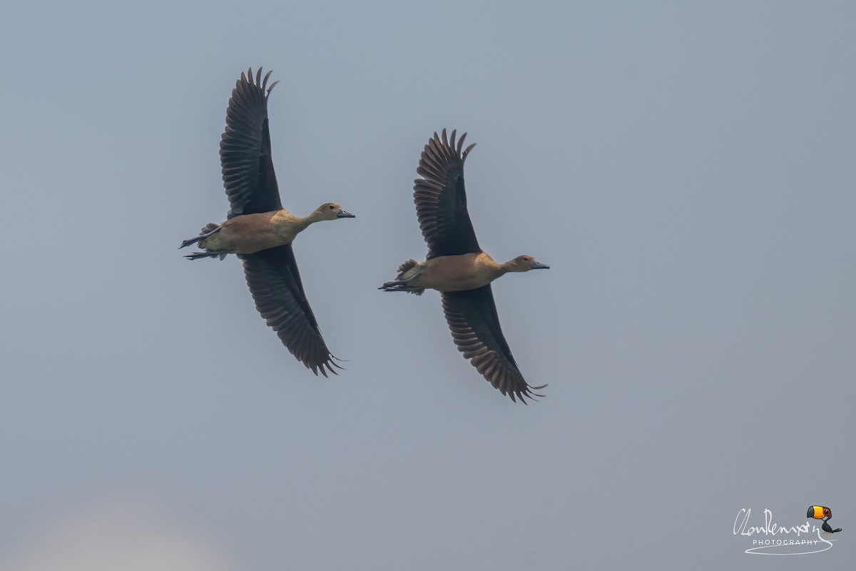 樹鴨 - ML645707495