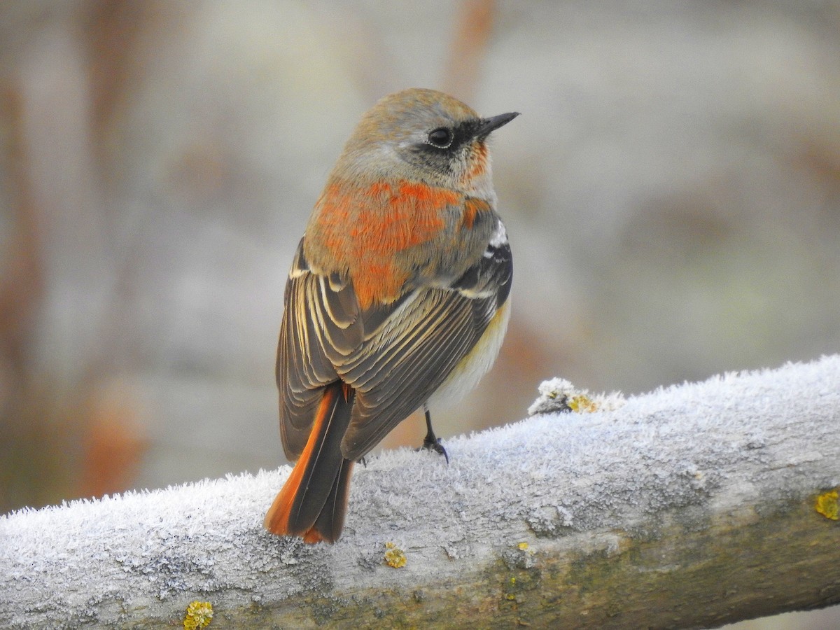 Rufous-backed Redstart - ML645707497
