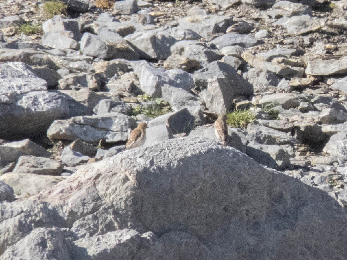 赤胸朱頂雀 - ML645707504