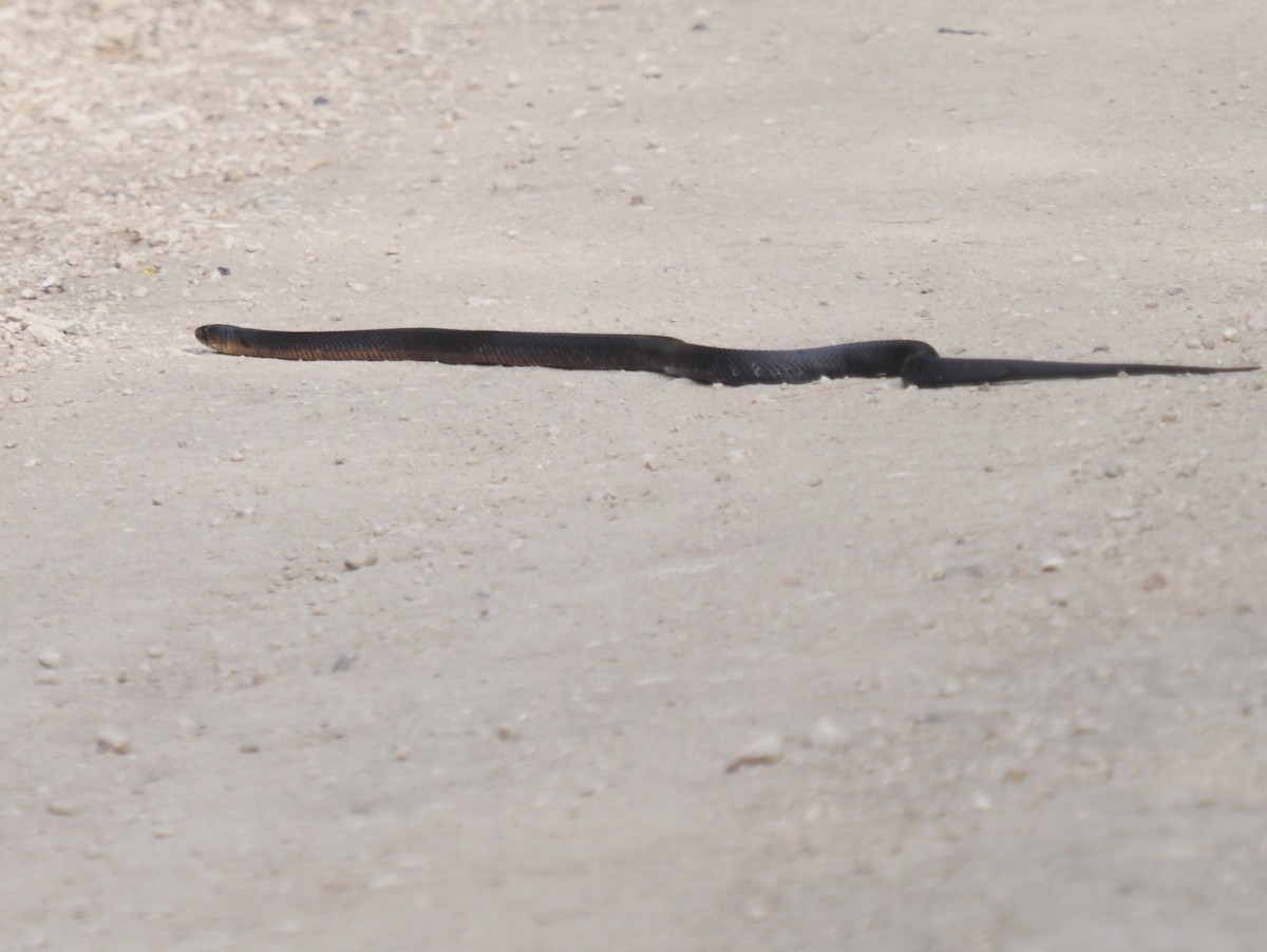 Indigo Snakes - ML645707520