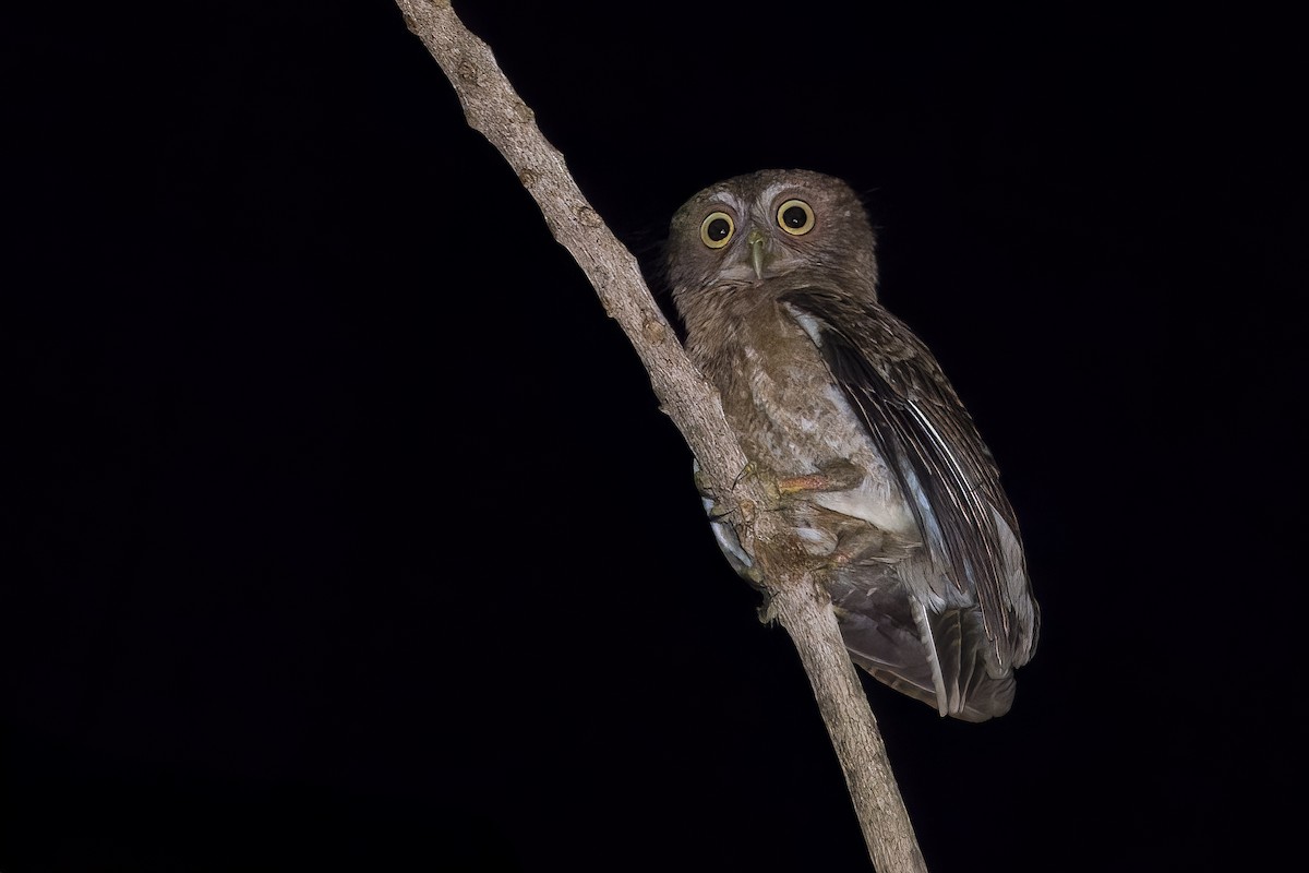 sovka mindorská - ML645707523