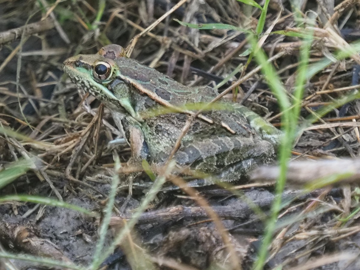 Rio Grande Leopard Frog - ML645707528