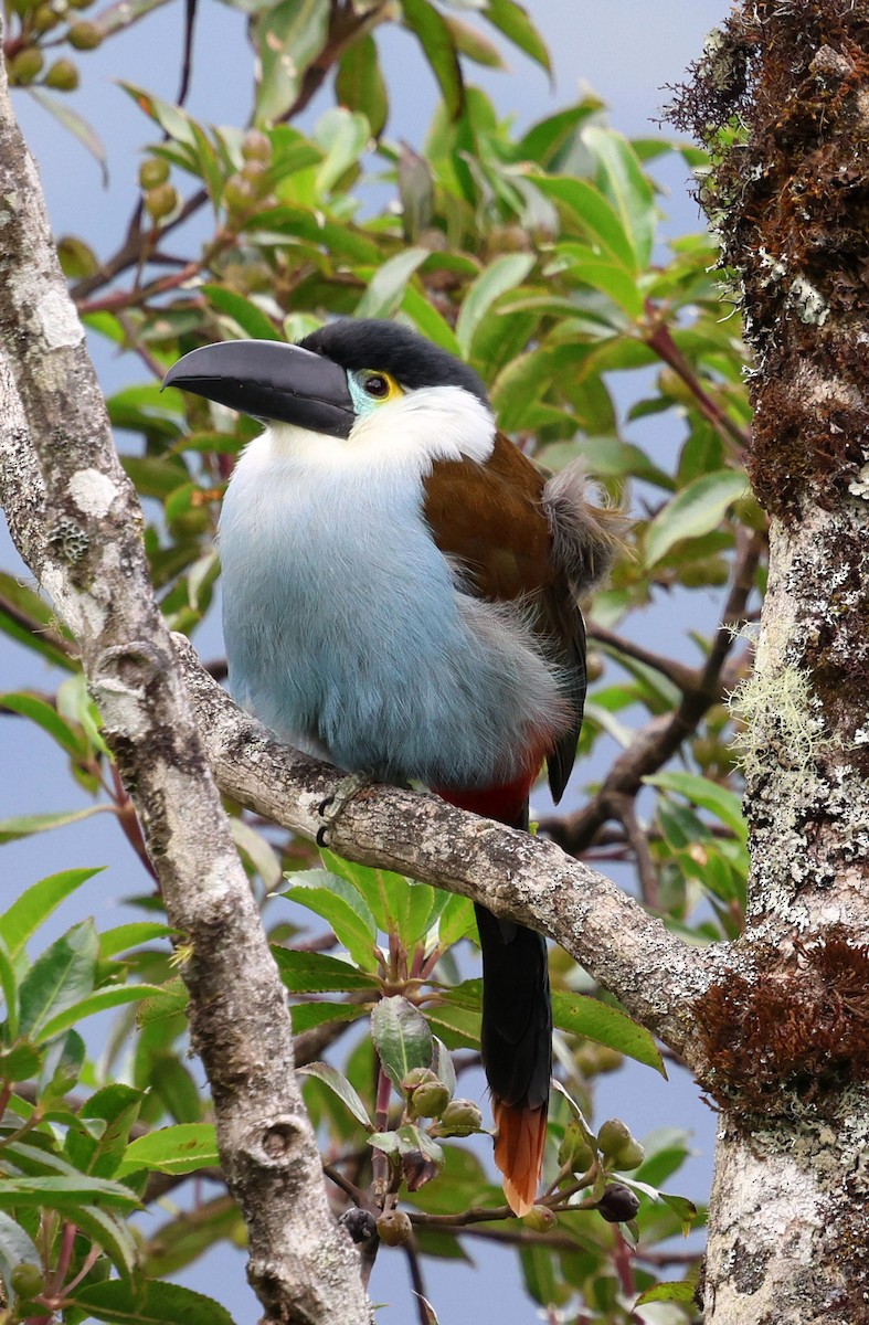 Андигена білощока - ML645707530