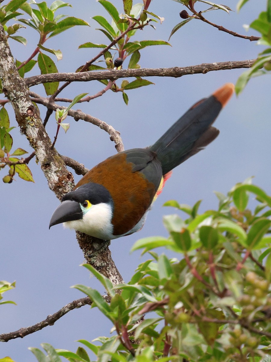 Андигена білощока - ML645707531