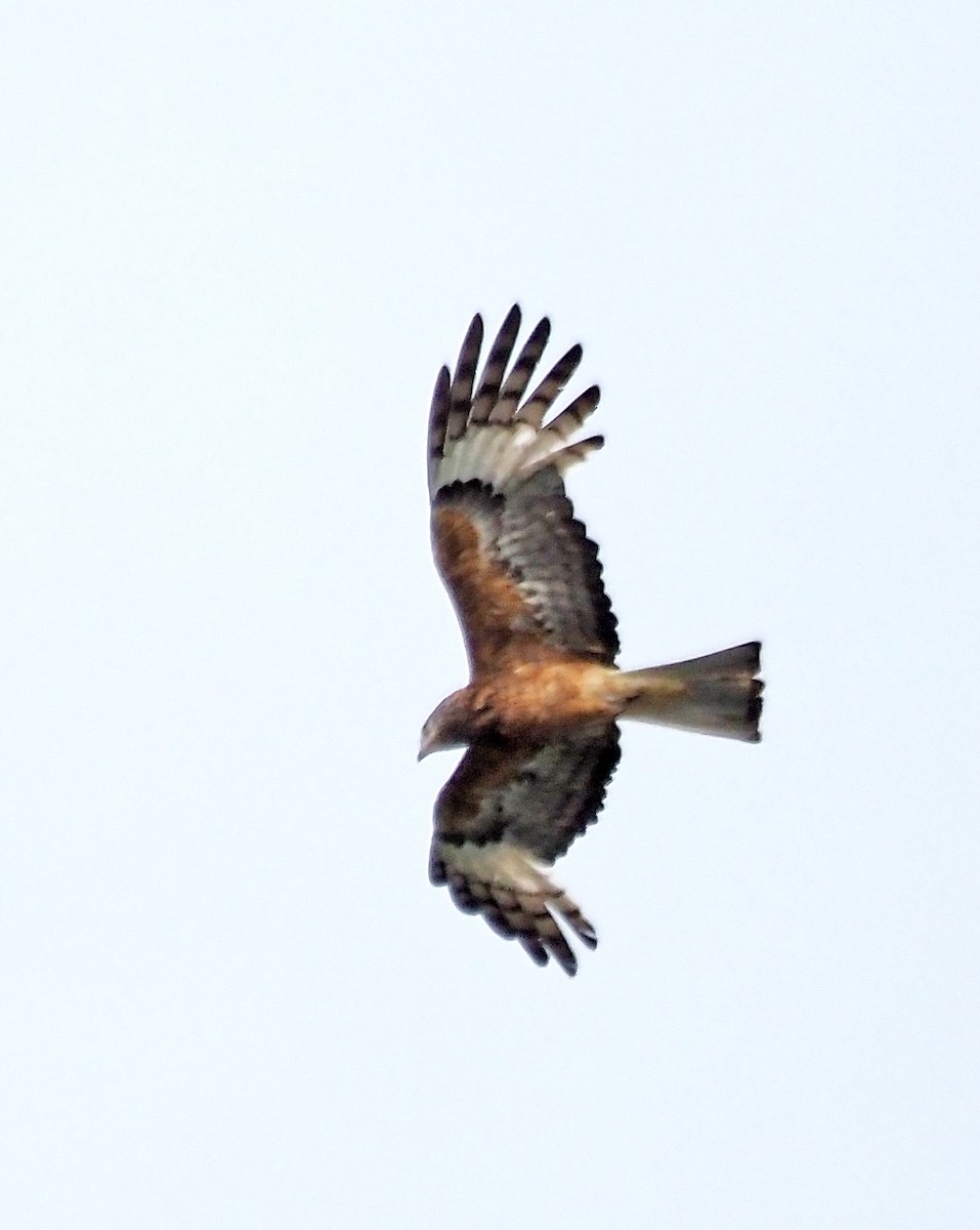 Чубатый коршун - ML645707549