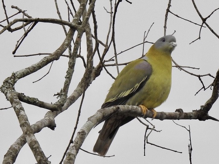 holub fialovoramenný - ML645707557