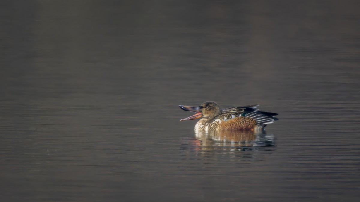 琵嘴鴨 - ML645707560