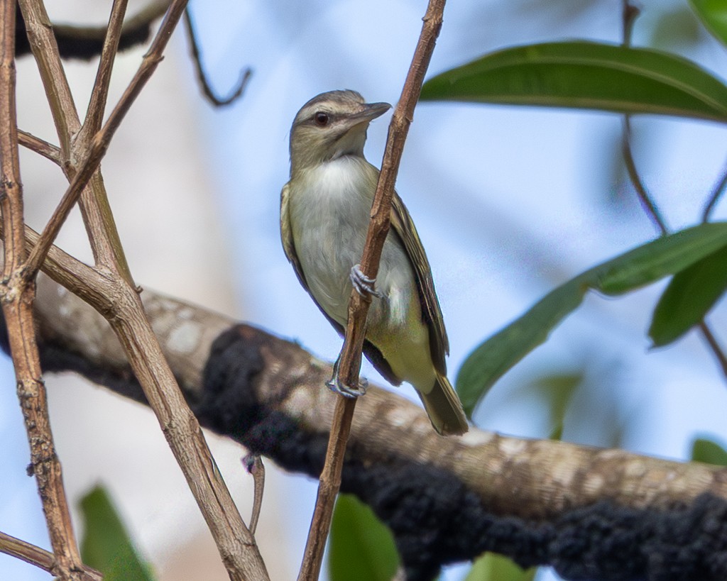 Black-whiskered Vireo - ML645707568