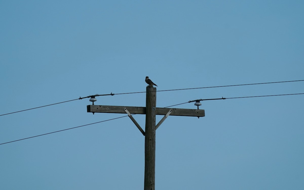 Merlin - ML645707574