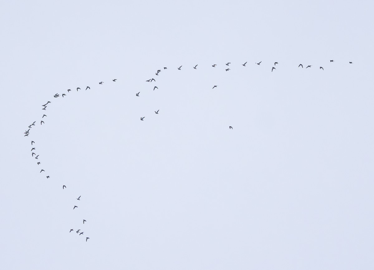 European Golden-Plover - ML645707580