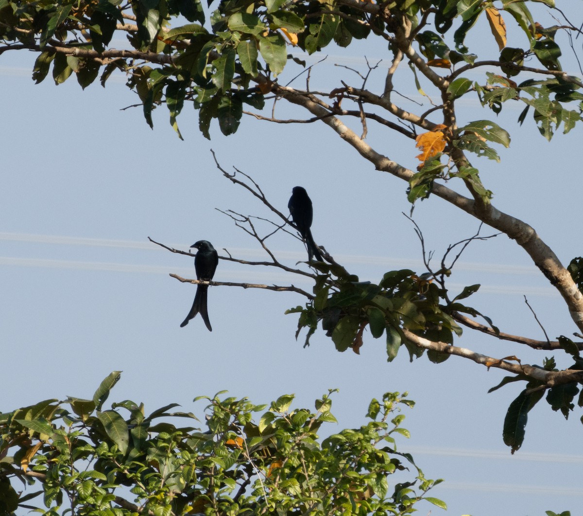 drongo černý - ML645707582