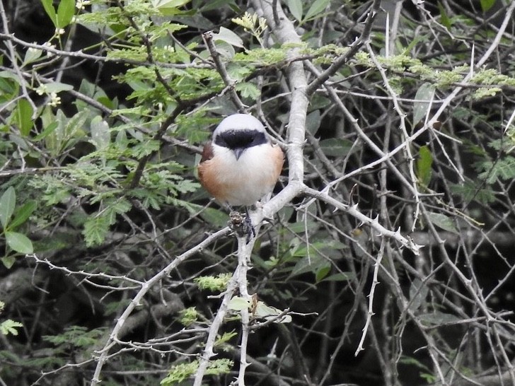 Bay-backed Shrike - ML645707589