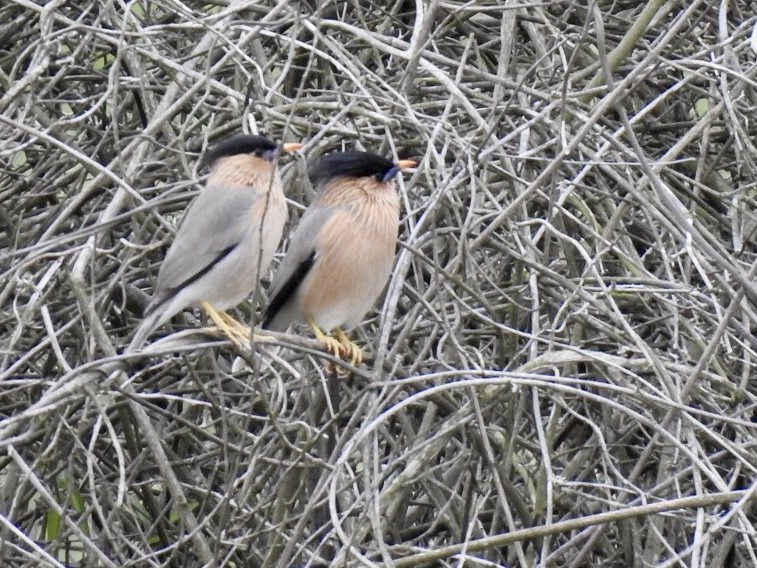 špaček pagodový - ML645707597