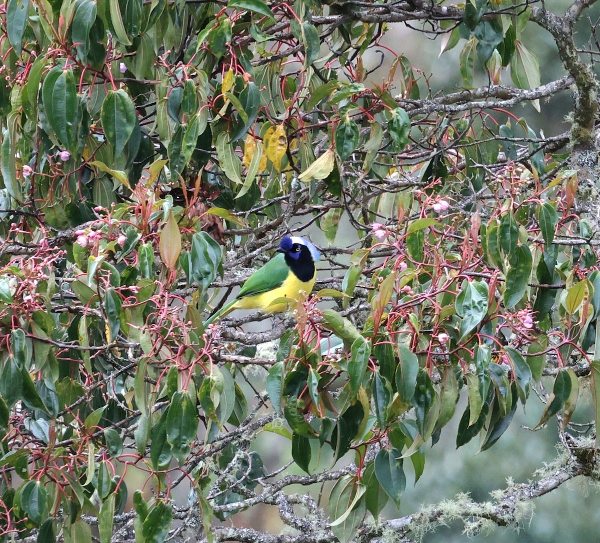 sojka zelenavá - ML645707614