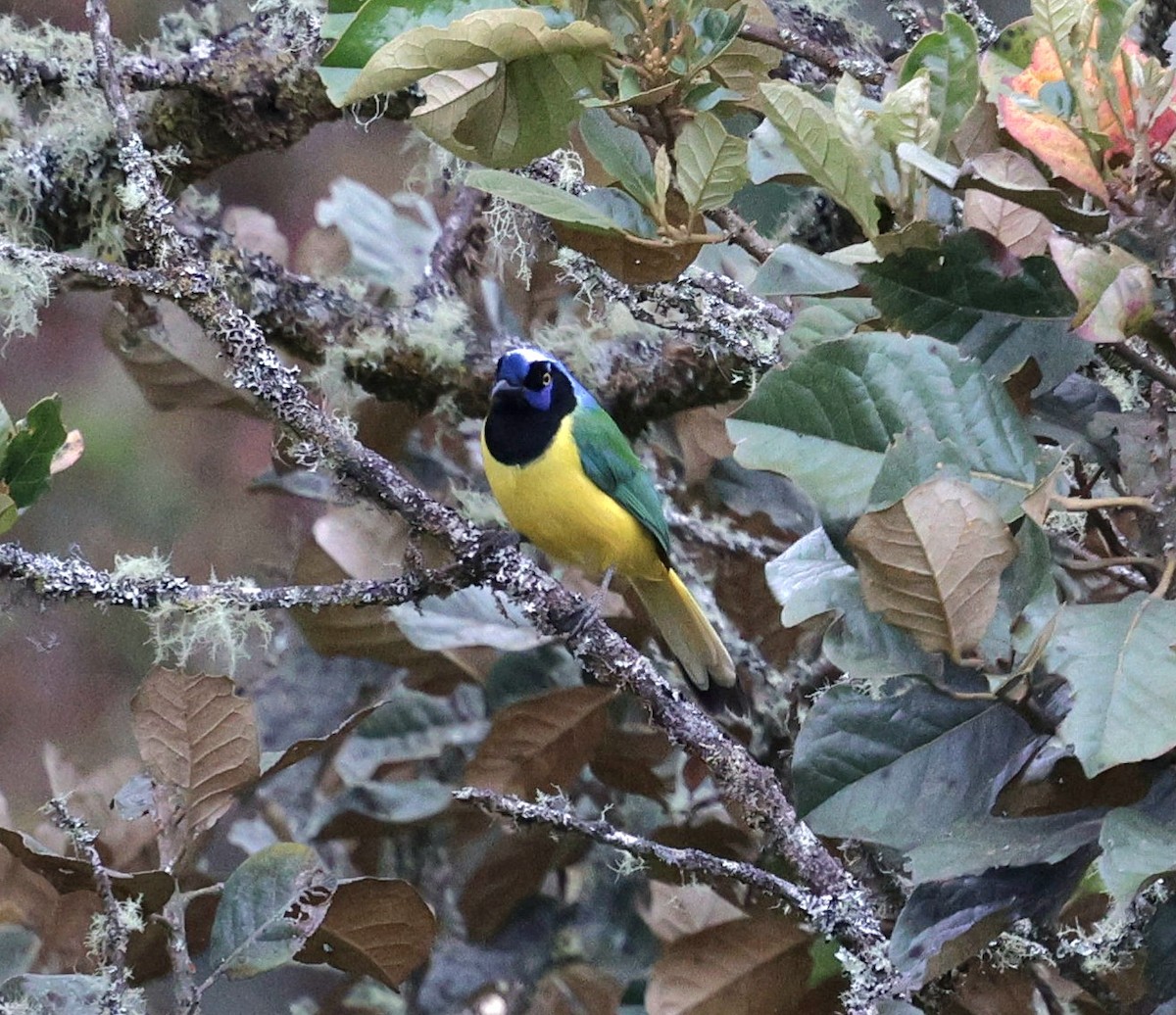 sojka zelenavá - ML645707615