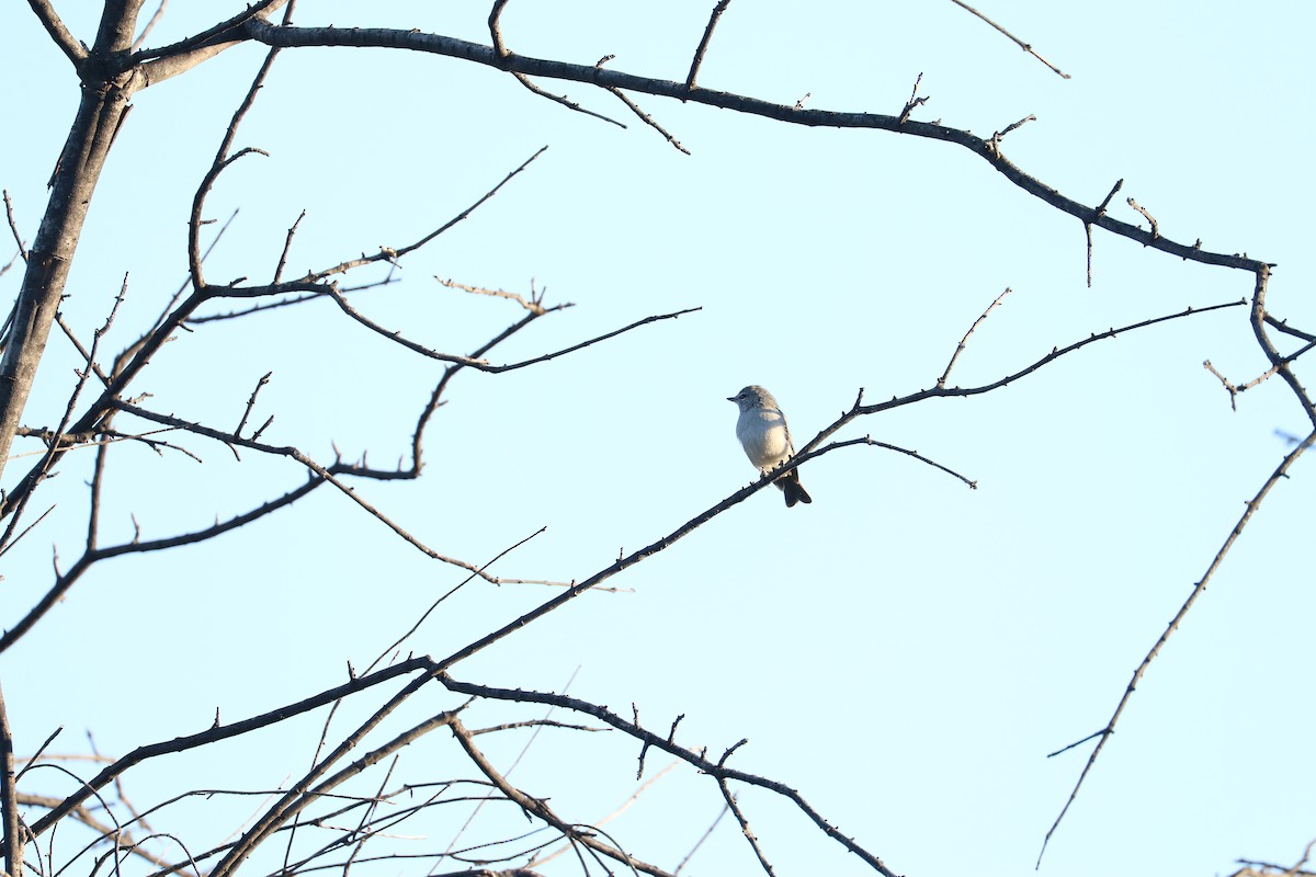 Papamoscas Cenizo - ML645707616