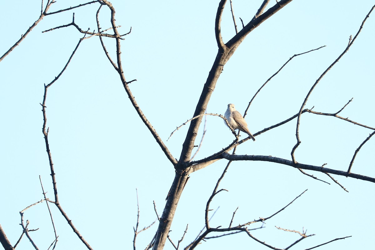 Papamoscas Cenizo - ML645707617