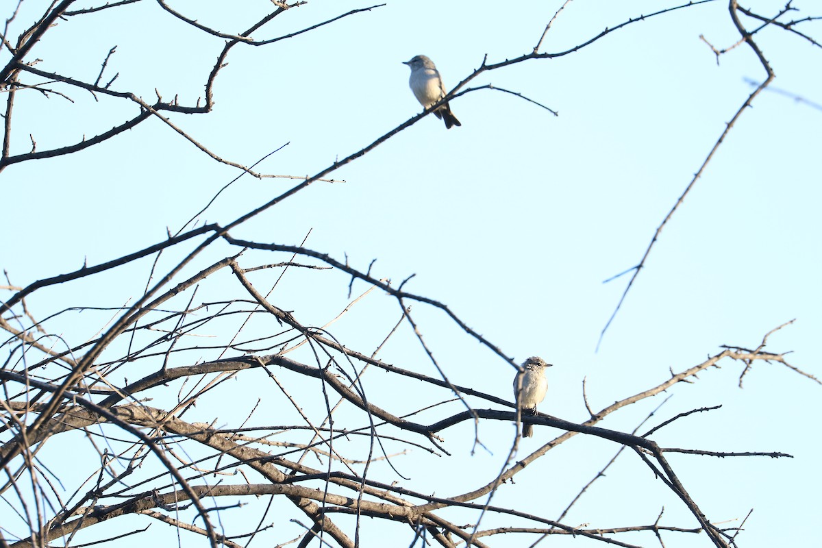 Papamoscas Cenizo - ML645707618