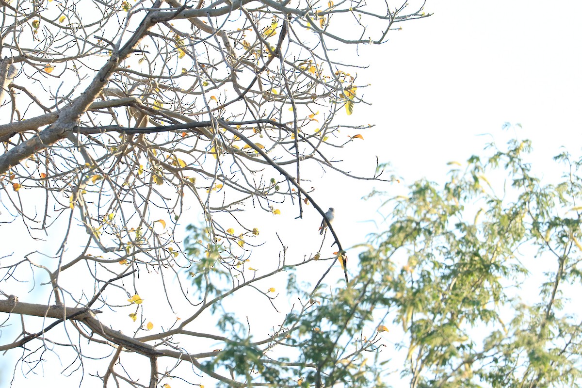 Papamoscas Cenizo - ML645707619