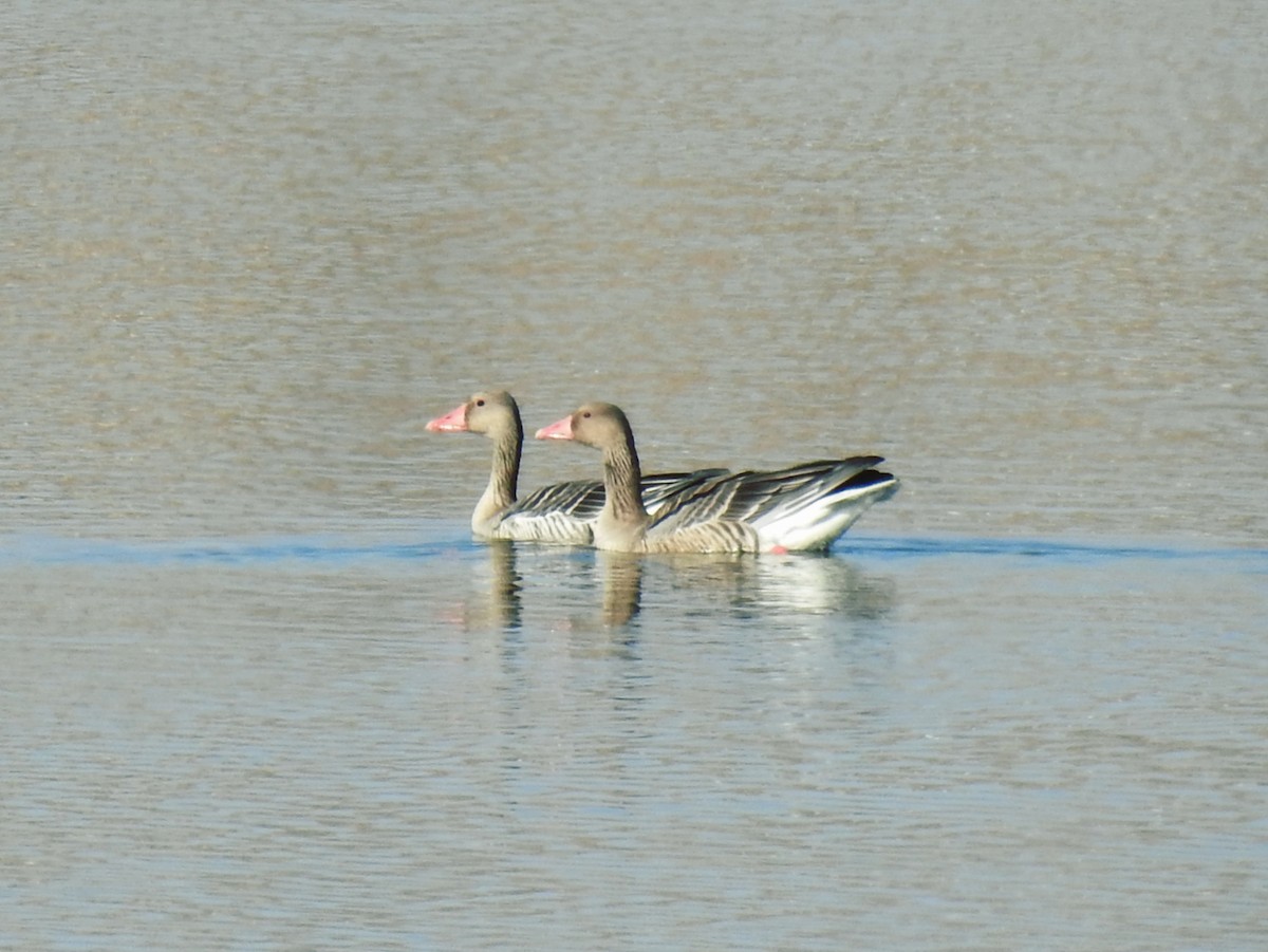 Graylag Goose - ML645707640