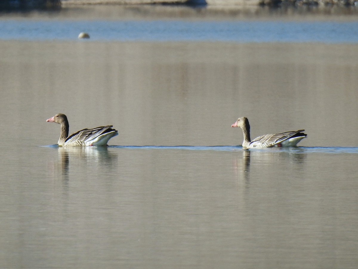 Graylag Goose - ML645707643