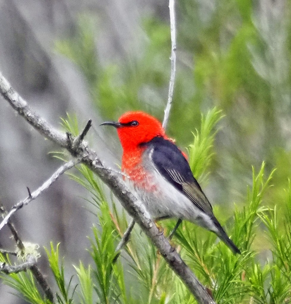 Mielero Escarlata - ML645707650