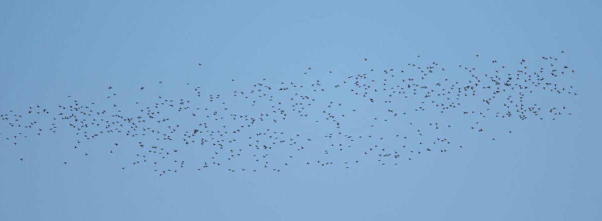 Porrón Bola - ML645707651