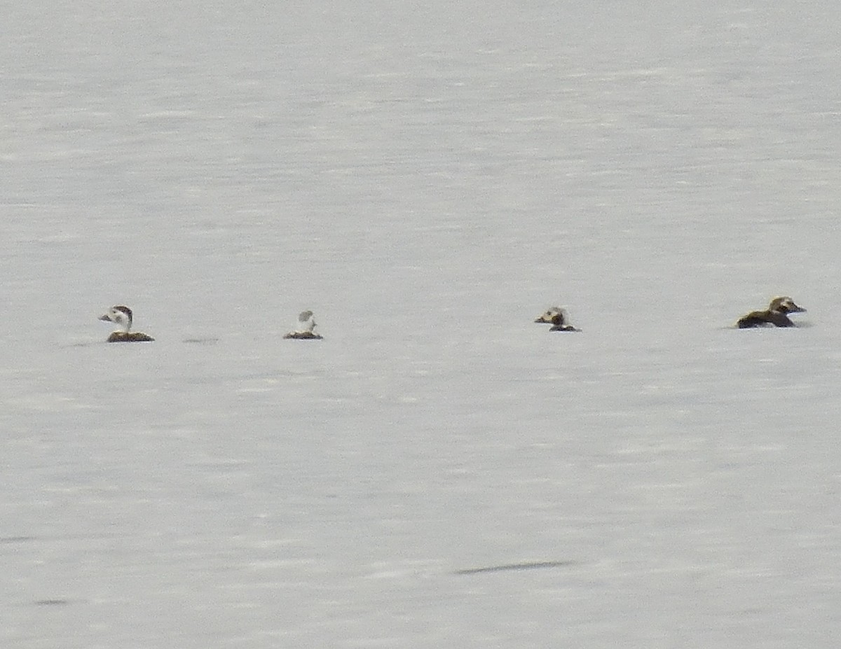 Pato Havelda - ML645707652