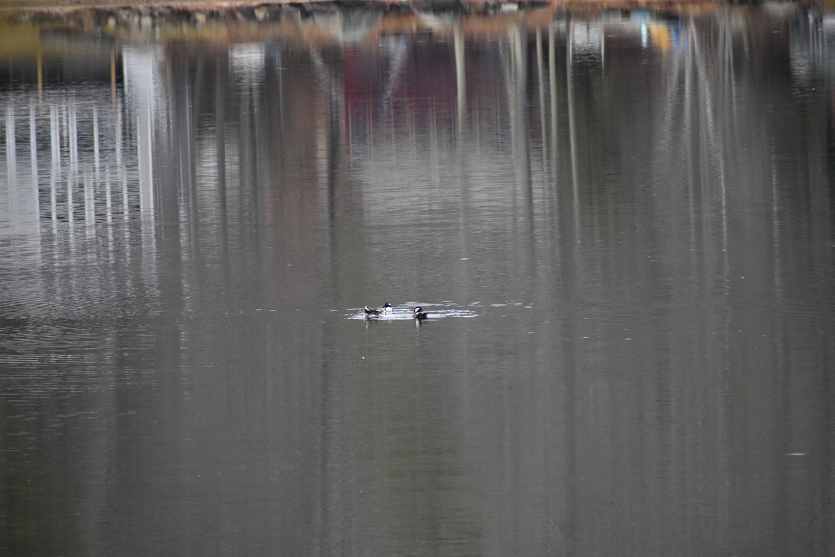 Serreta Capuchona - ML645707654