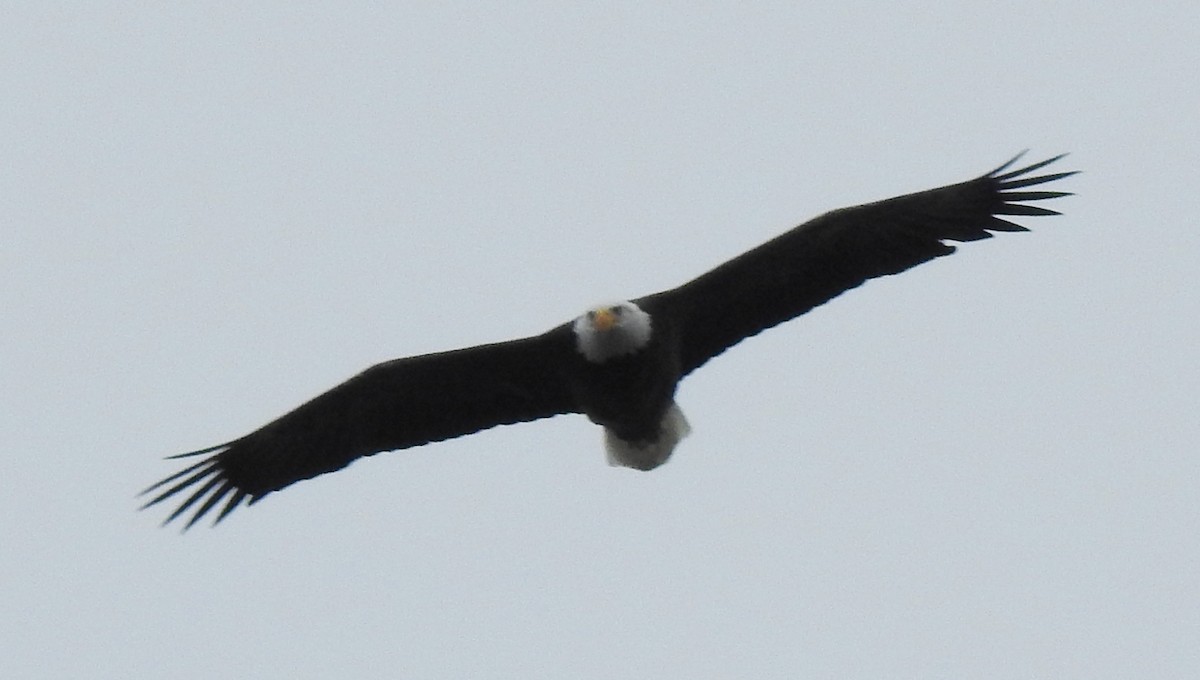 Pigargo Americano - ML645707655