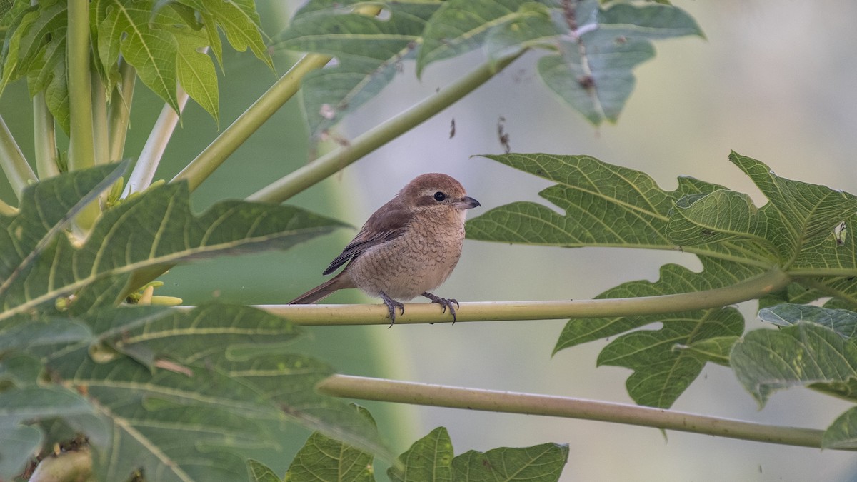Alcaudón Pardo - ML645707656