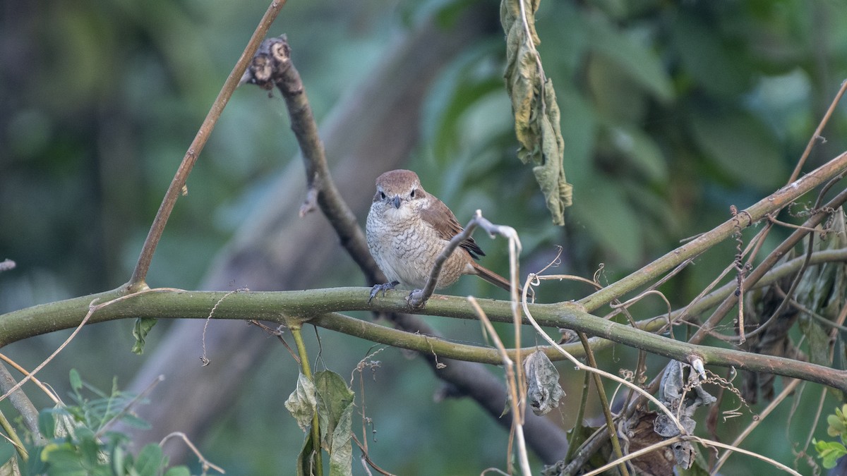 Alcaudón Pardo - ML645707657