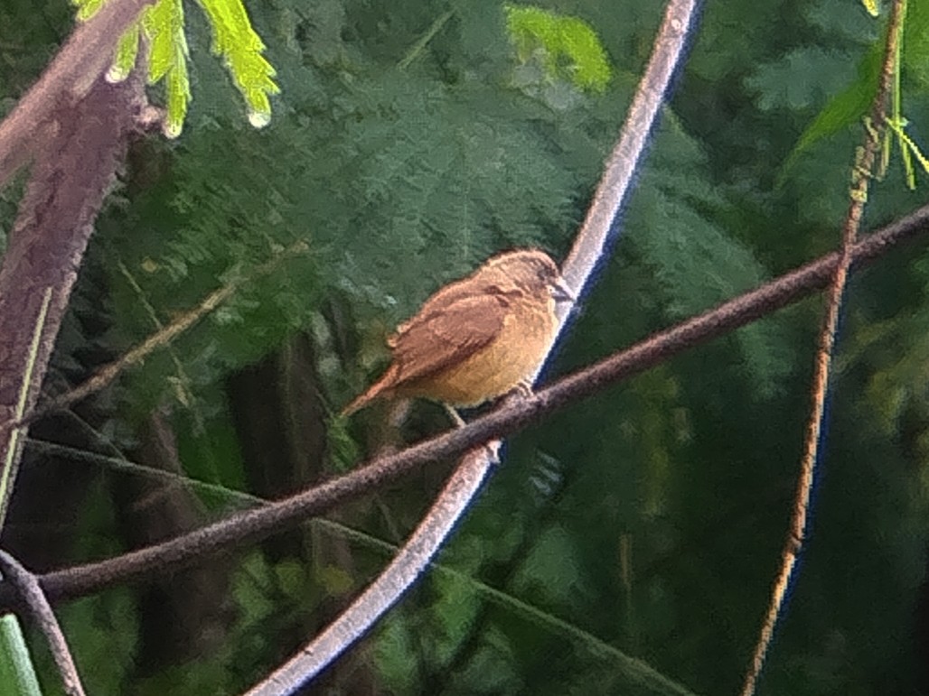 Capuchino Castaño - ML645707658
