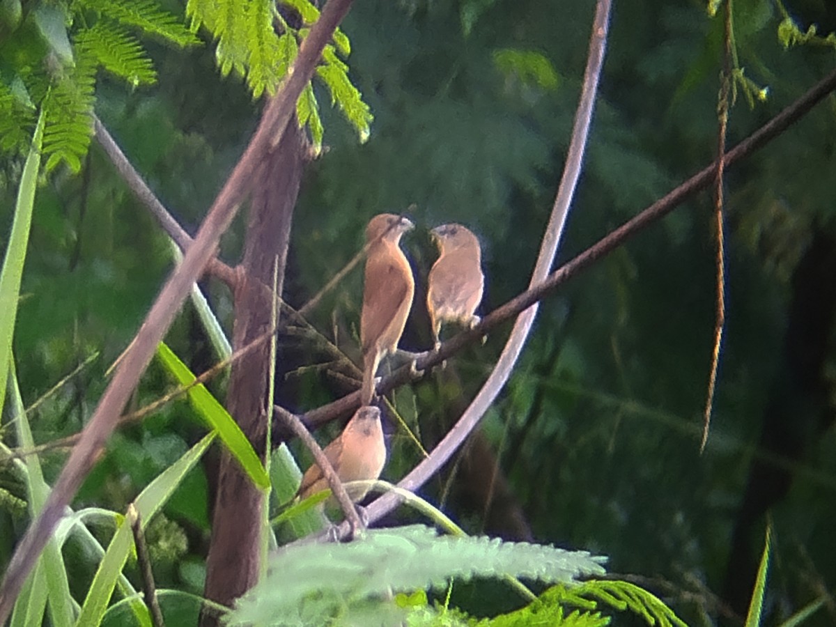 Capuchino Castaño - ML645707659
