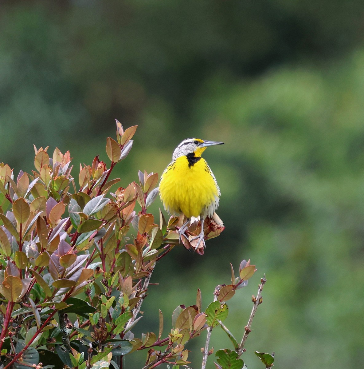 Pradero Oriental - ML645707660