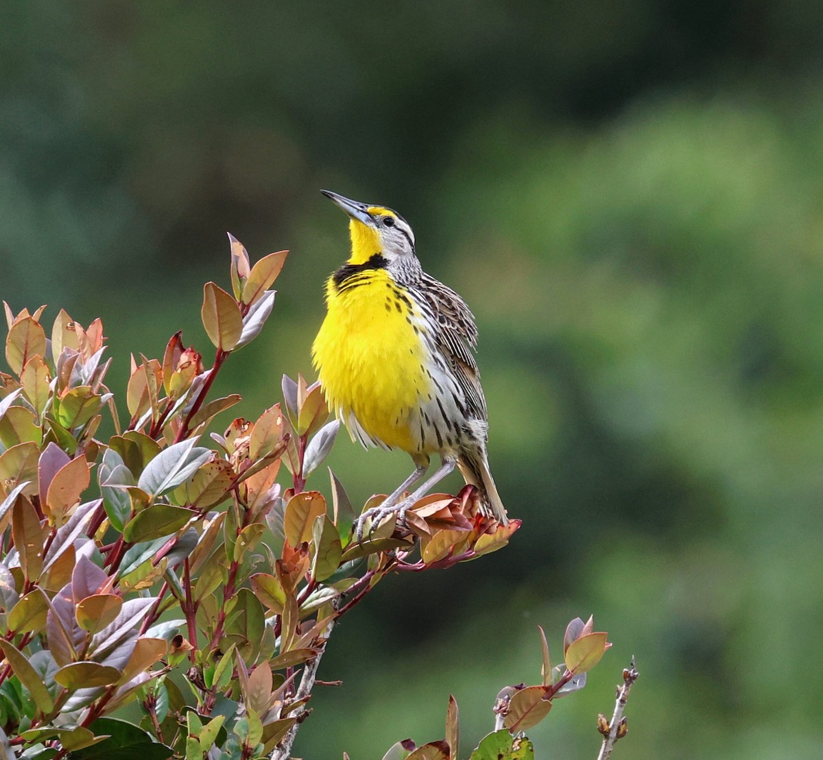 Pradero Oriental - ML645707661