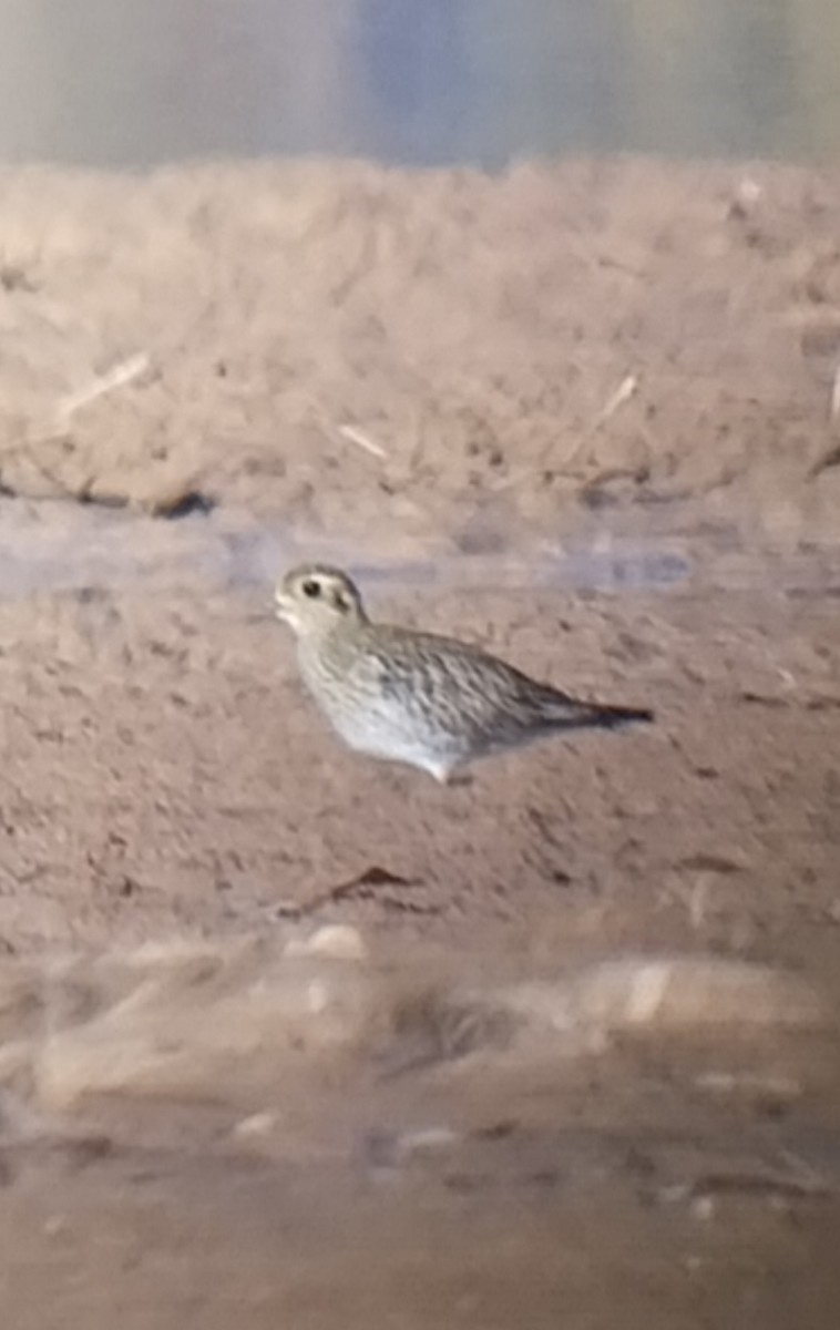 Chorlito Dorado Europeo - ML645707663