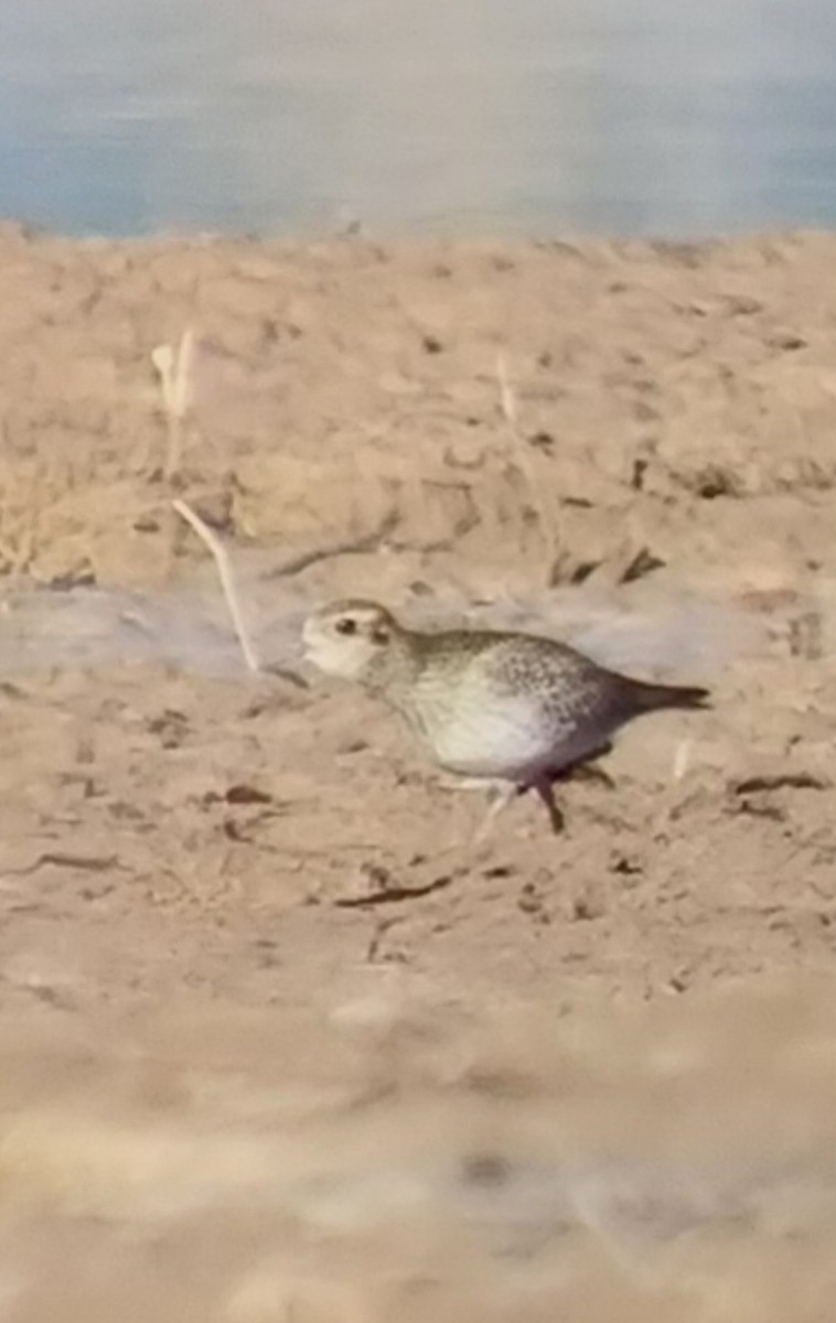 Chorlito Dorado Europeo - ML645707664