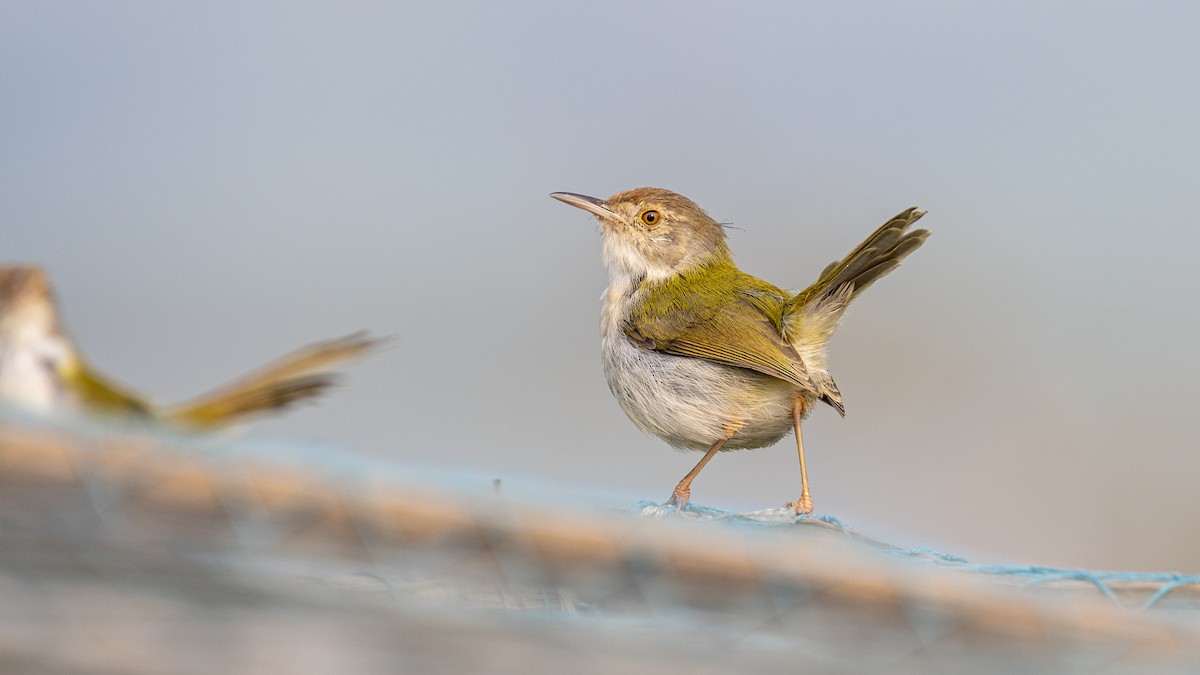 Sastrecillo Común - ML645707665