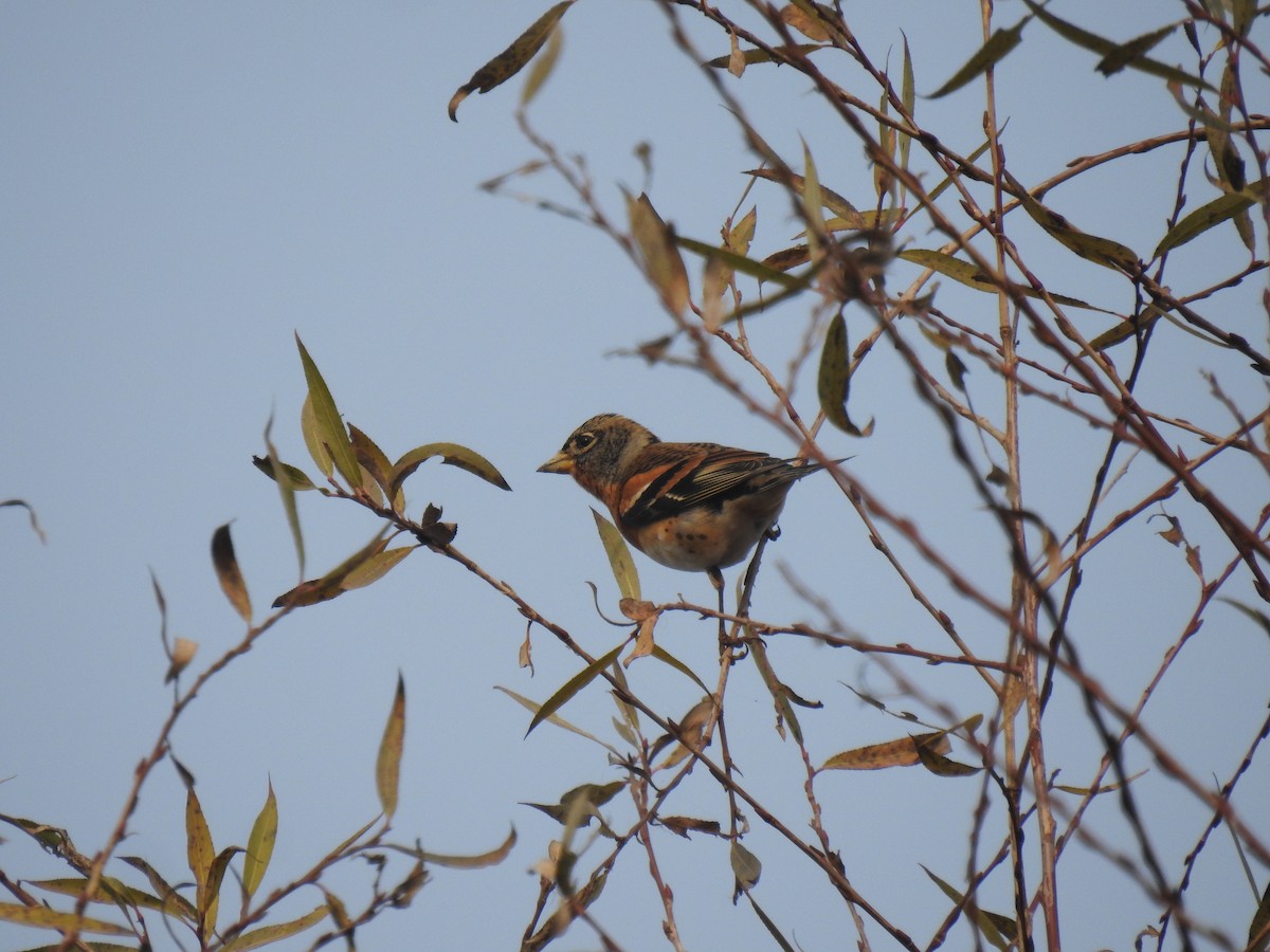 Pinzón Real - ML645707666